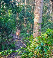 Читван Национальный парк